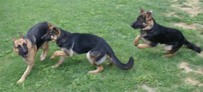 Berger Allemand - Kenya , Roxy a ces trousse et Big !