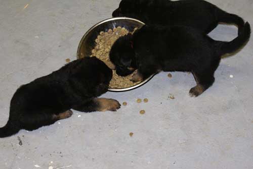 Chiots Berger Allemand 24 jours vie Pure Race a vendre