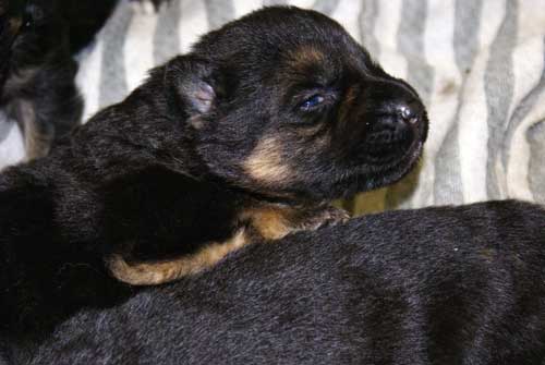 Chiots Lady 19 Mars 2010 - 4 Femelles 3 males berger allemand a vendre