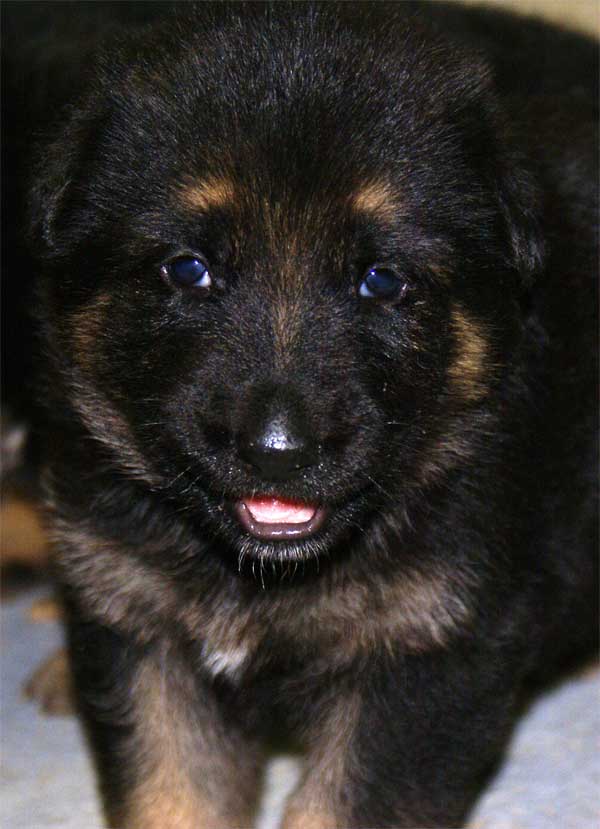 Chiots Berger Allemand 24 jours vie Pure Race a vendre