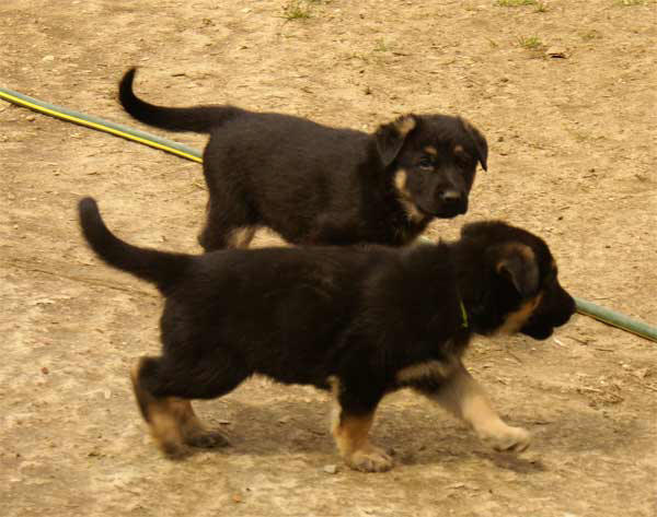 Chiots berger allemand 15 Avril 