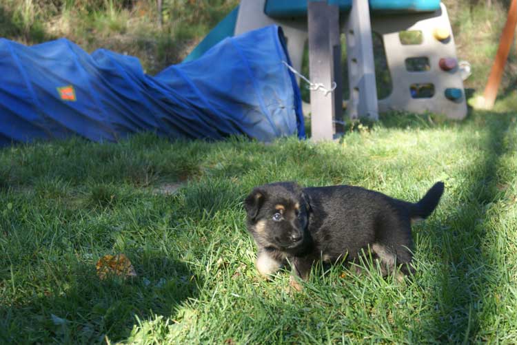 Chiots berger allemand - Sortie du 3 octobre 2010