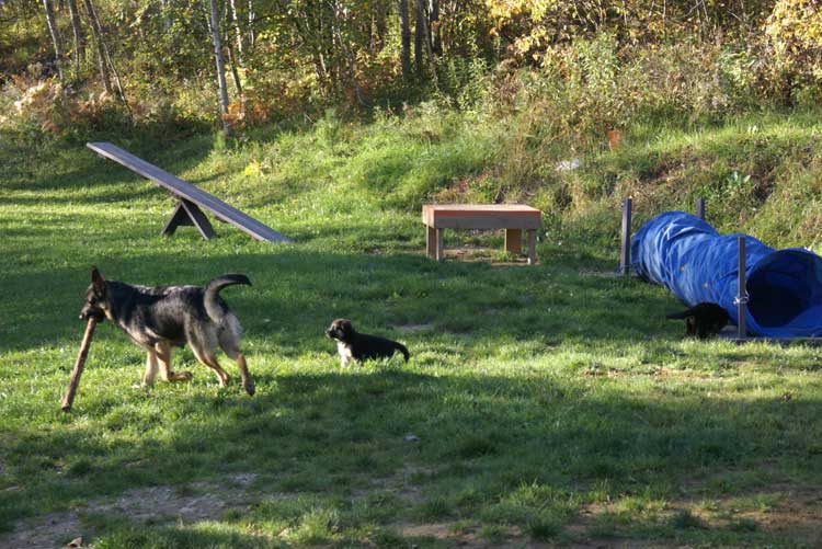 Chiots berger allemand - Sortie du 3 octobre 2010