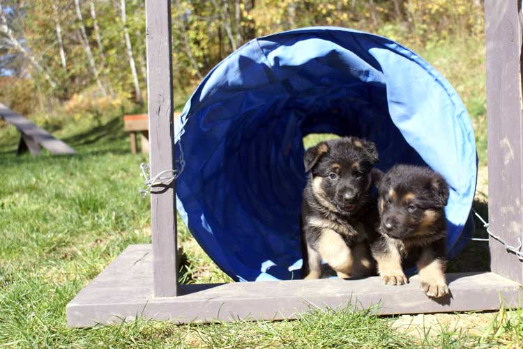 Chiots Lady Octobre 2010