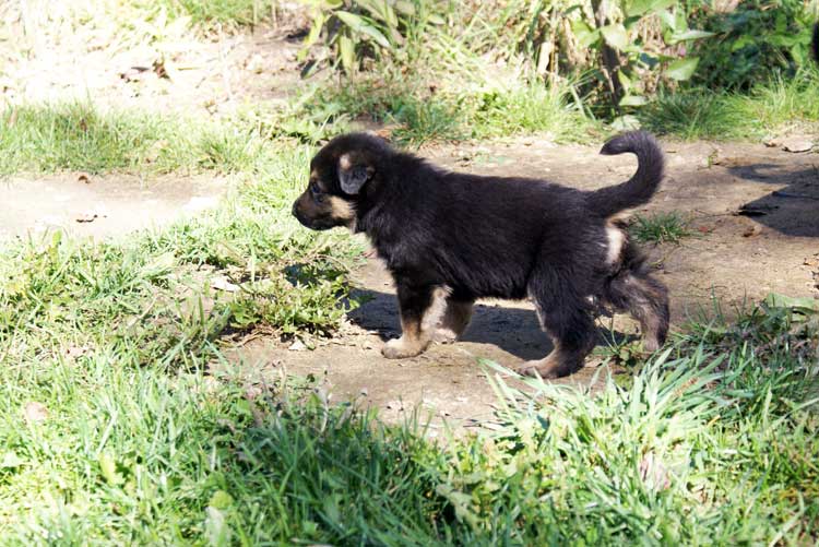 Chiots Lady Octobre 2010