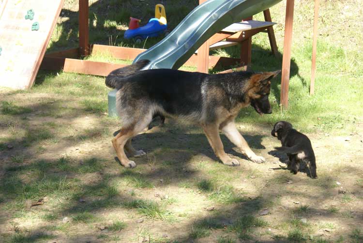 Chiots Lady Octobre 2010