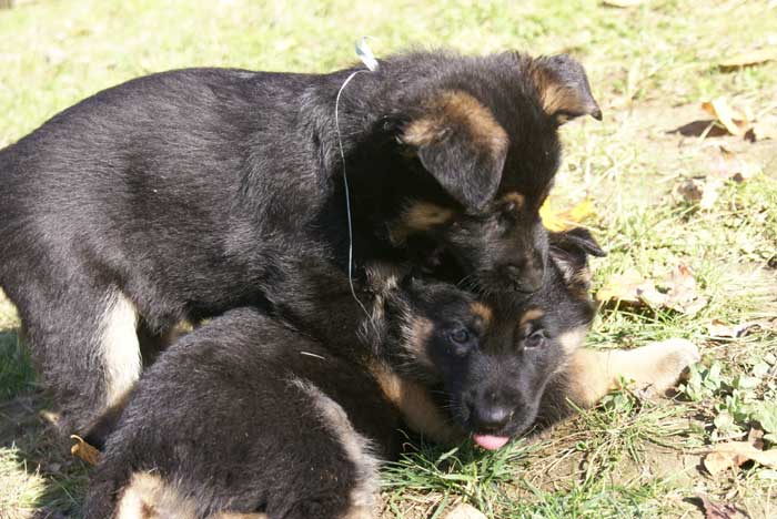 Chiot berger Allemand  bleu clair 16 et 17 Octobre 2010