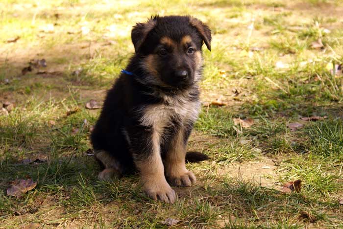 Chiot Bleu berger allemand 11 octobre 2010