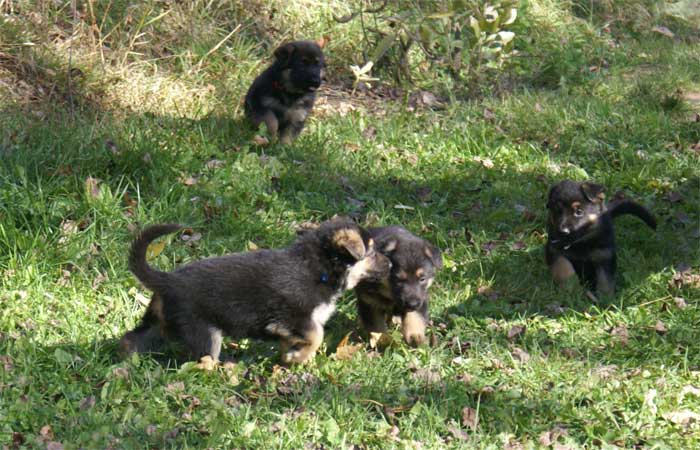 Chiot Bleu berger allemand 11 octobre 2010