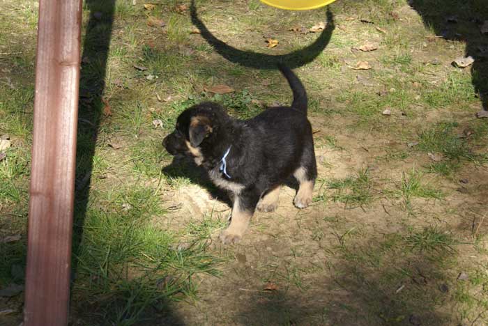 Chiot Bleu clair berger allemand 11 octobre 2010