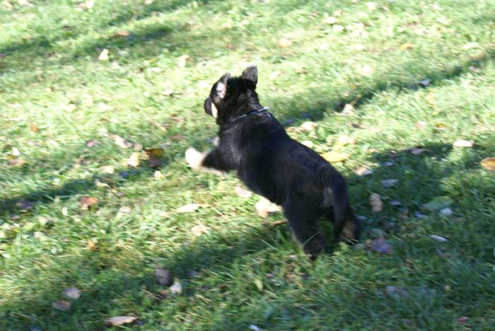 Chiots Berger Allemand 9 Octobre 2010 - German shepherd