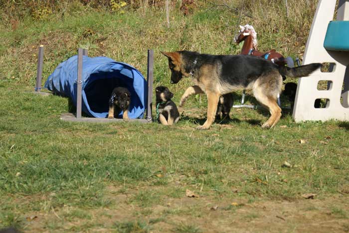 Chiot berger Allemand Vert 22 et 23 Octobre 2010