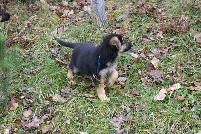 Chiot berger allemand 31 octobre 2010 - Presque 2 mois de vie