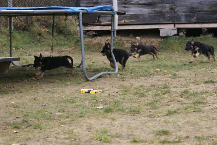 Chiot berger allemand 31 octobre 2010 - Presque 2 mois de vie