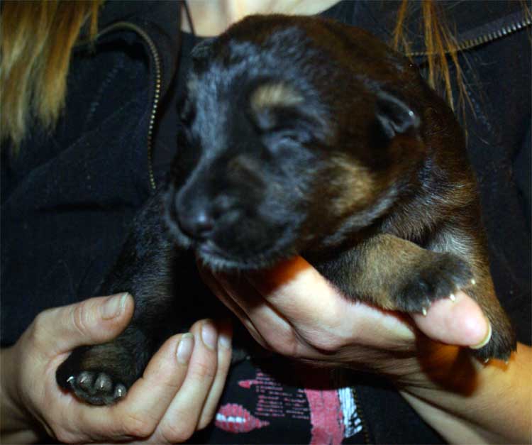 Chiot berger allemand a vendre 12 septembre 2010