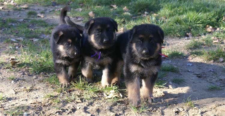 3 chiots Octobre 2010 Chiots Berger Allemand - Eleveur de passion de lignées de Champion 