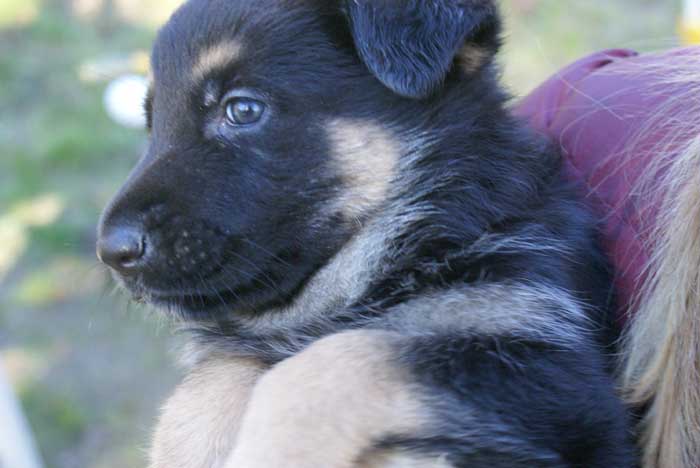 Chiots berger Allemand - German Shepherd