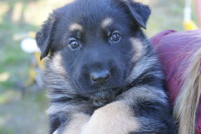 Chiots berger Allemand - German Shepherd