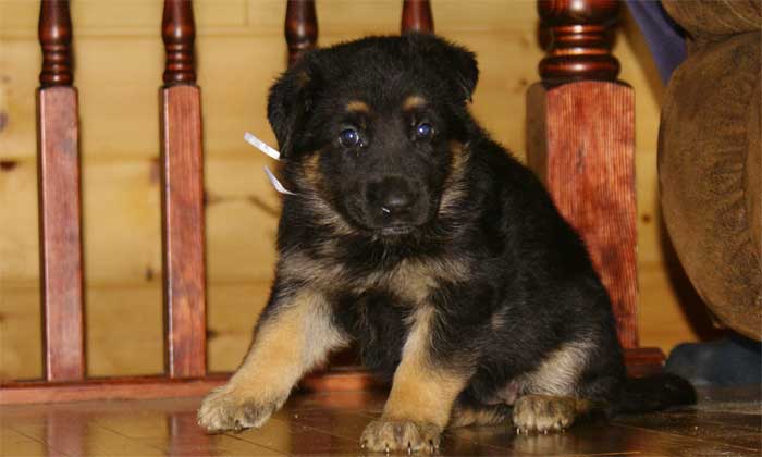 Chiot berger allemand - German Shepherd