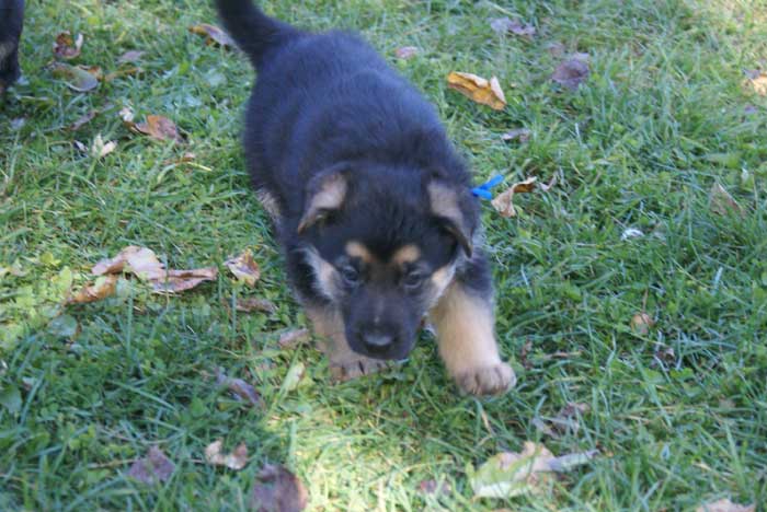 Chiots berger Allemand - German Shepherd