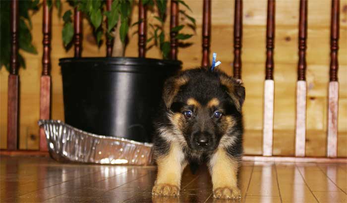 Chiot berger allemand - German shepherd