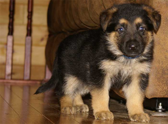 Chiot berger allemand - German shepherd