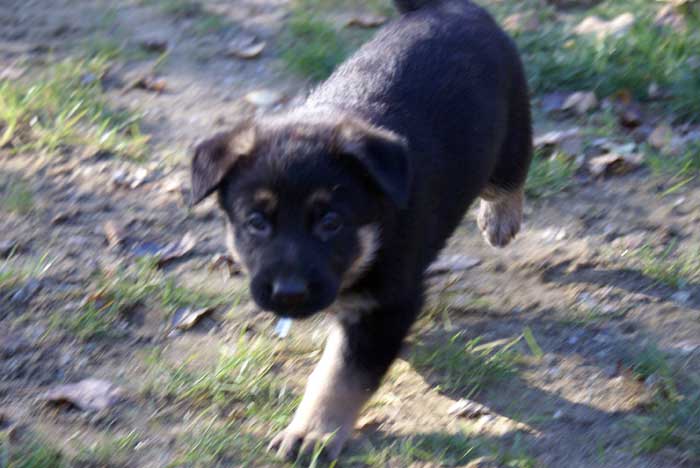 Chiots berger Allemand - German Shepherd