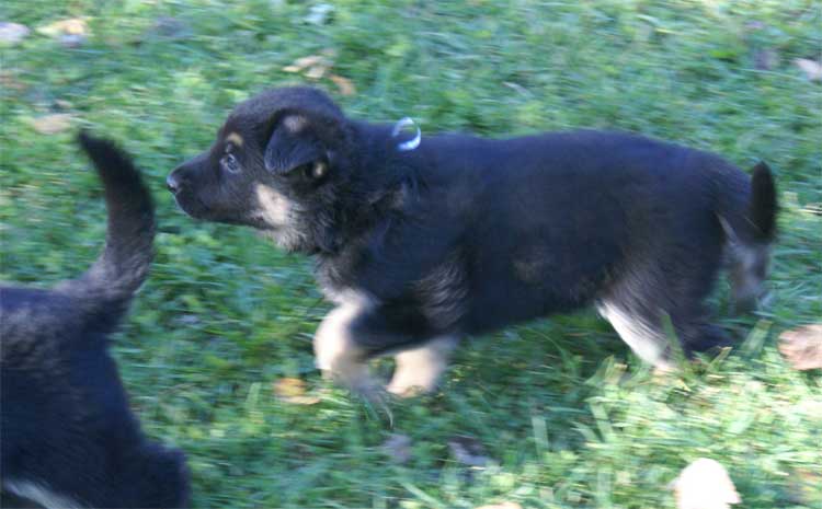 Chiots berger Allemand - German Shepherd