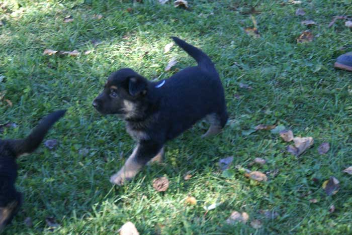 Chiots berger Allemand - German Shepherd