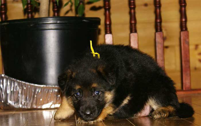 Chiot berger allemand - German Shepherd