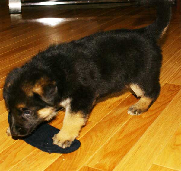 Chiot berger allemand - German Shepherd