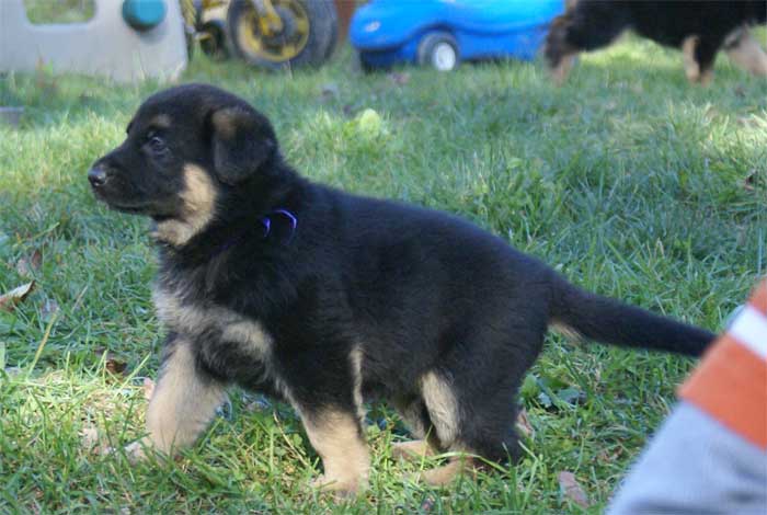 Chiots berger Allemand - German Shepherd