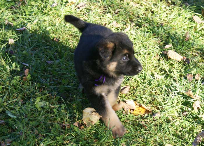 Chiots berger Allemand - German Shepherd