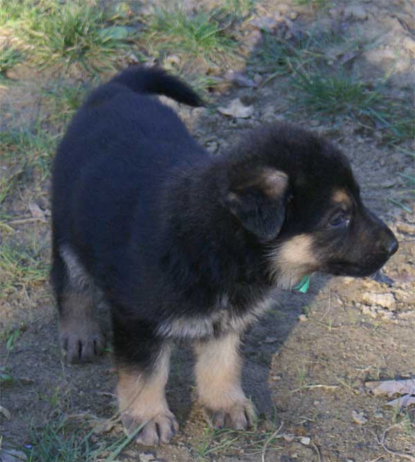 Chiots berger Allemand - German Shepherd