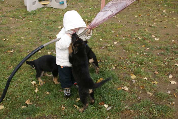 Chiots Berger Allemand - Eleveur de passion de lignées de Champion