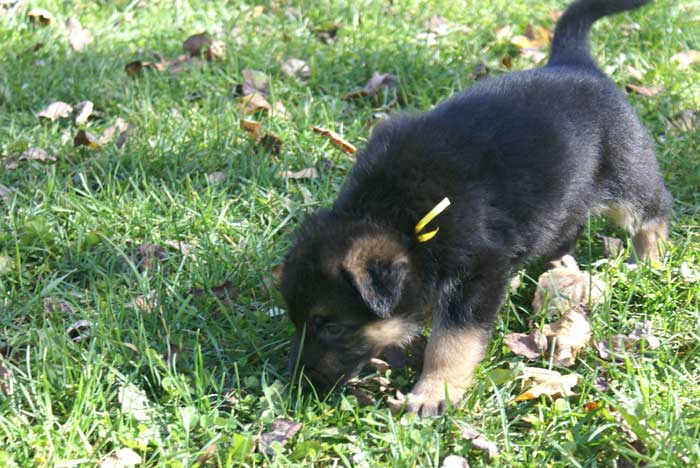 Chiot Jaune berger allemand 11 octobre 2010