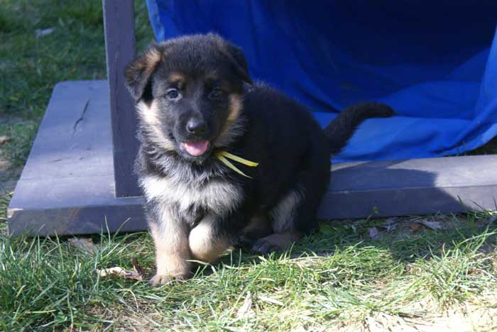 Chiot Jaune berger allemand 11 octobre 2010