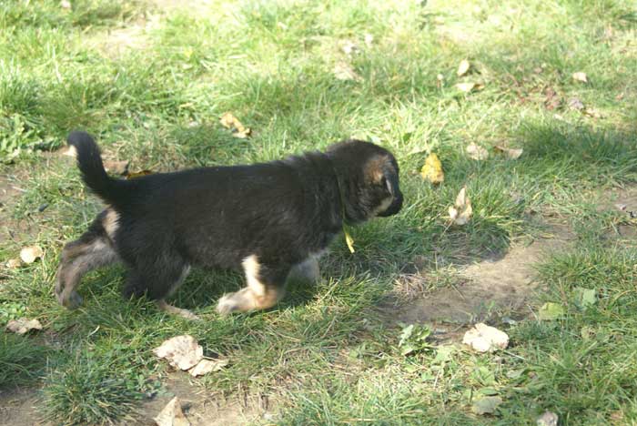 Chiot berger Allemand  jaune 16 et 17 Octobre 2010