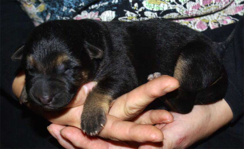 Chiots berger allemand a Vendre