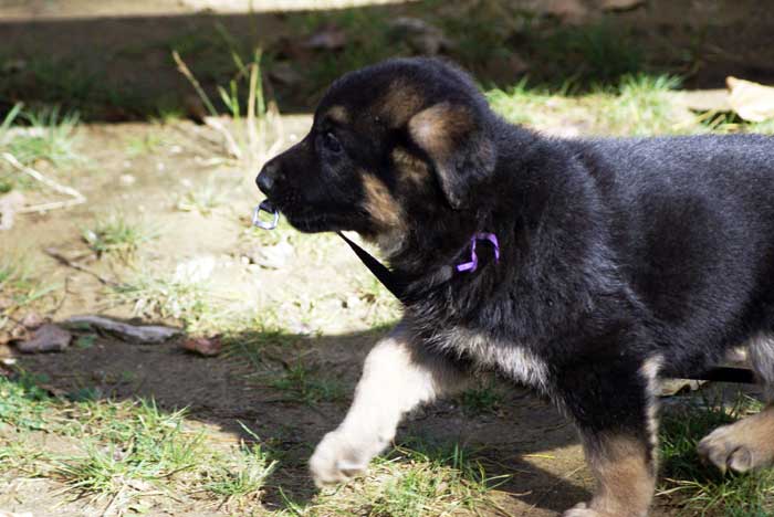 Chiot berger Allemand  mauve 16 et 17 Octobre 2010