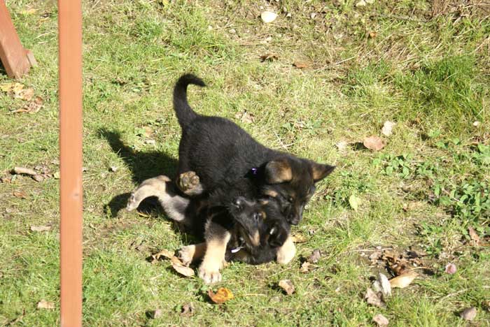 Chiot berger Allemand  mauve 16 et 17 Octobre 2010