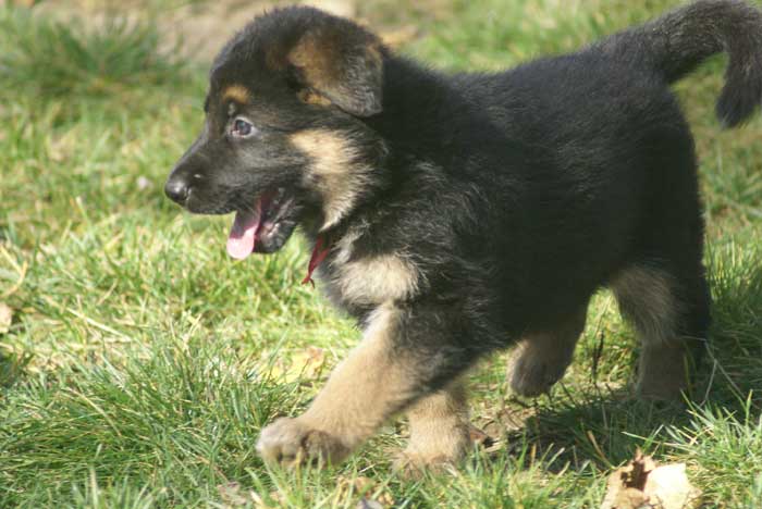 Chiot berger Allemand  Rauge 16 et 17 Octobre 2010