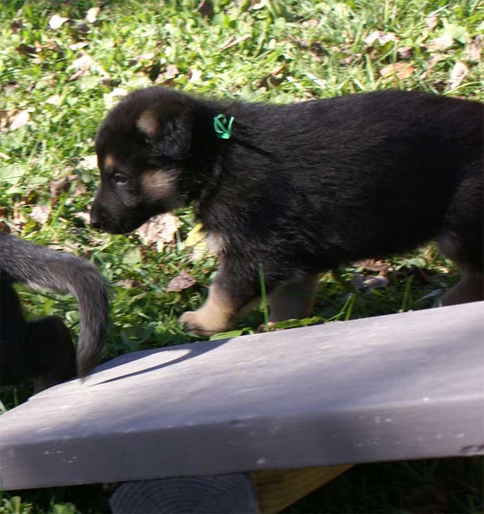 Chiot Vert berger allemand 11 octobre 2010