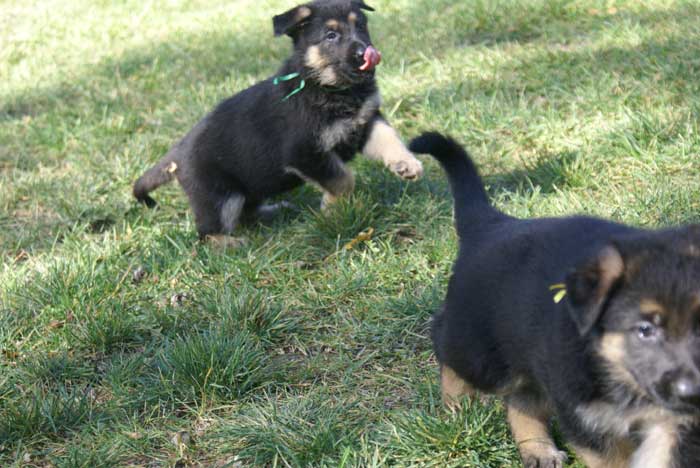 Chiot berger Allemand  Vert 16 et 17 Octobre 2010