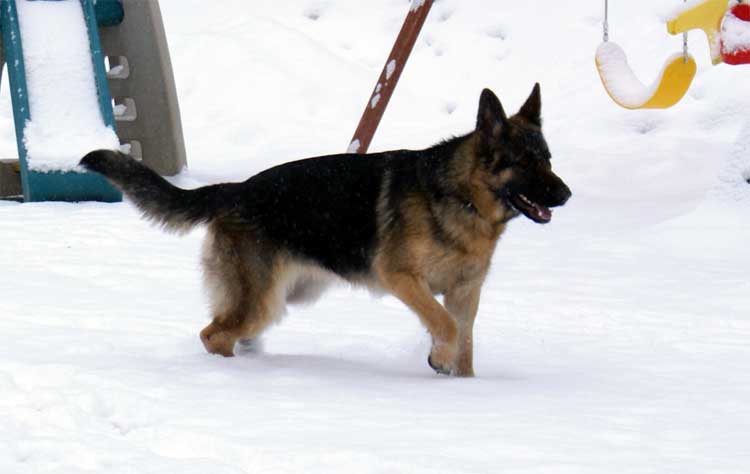 Big - Berger allemand - Chiots bientot disponible