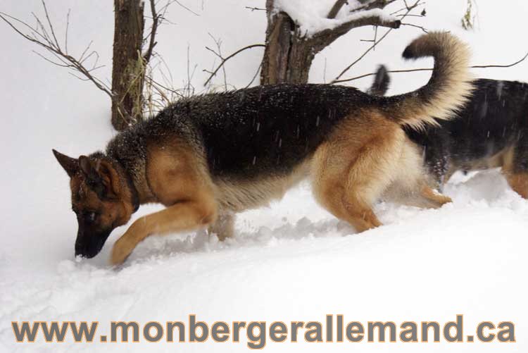 Kenya - Les chiens dans la neige - Nos Berger allemand - Quebec montreal gatineau ottawa german Shepherd