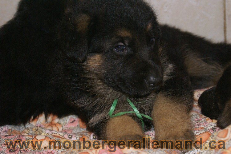 Chiots berger allemand - Lady 4 Juin 2011