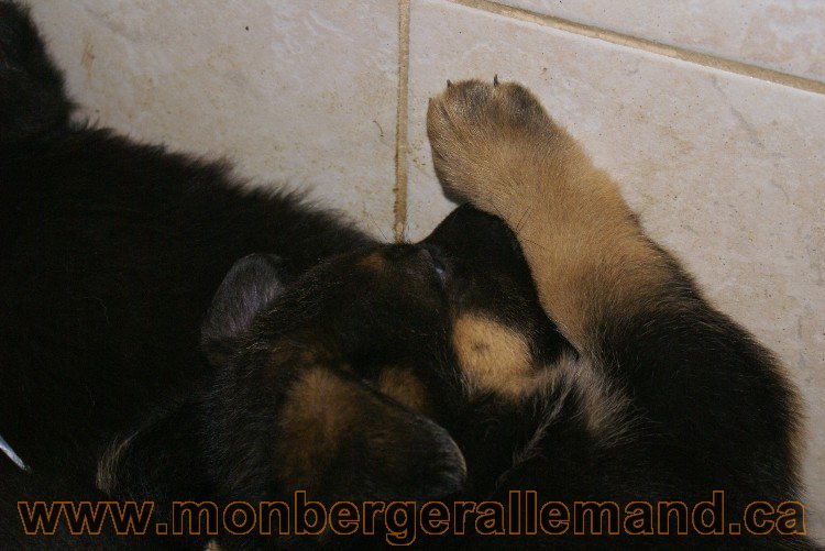 Chiots berger allemand - Lady 4 Juin 2011