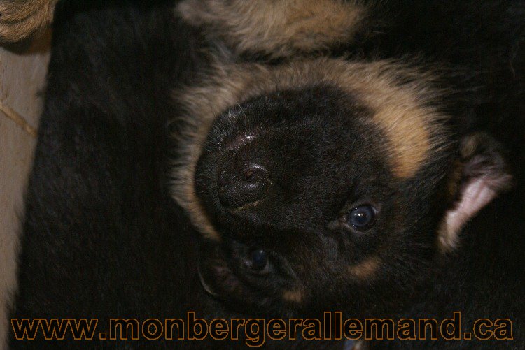 Chiots berger allemand - Lady 4 Juin 2011