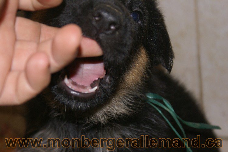 Chiots berger allemand - Lady 4 Juin 2011